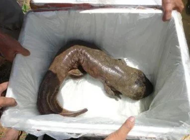 Chinese giant salamander (Andrias davidianus)