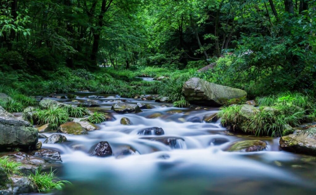 Golden Whip Stream in Zhangjiajie National Forest Park