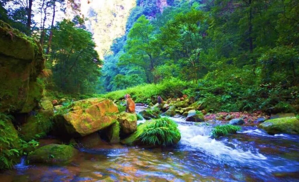 Ecological environment of Suoxi Valley