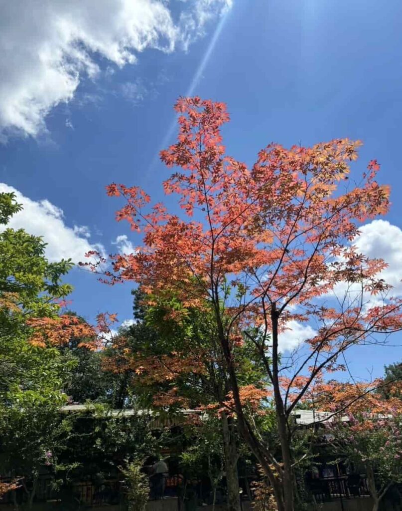 Yangjiajie Scenic Area